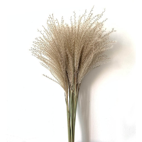 Vase Accent - Fluffy Real Dried Pampas Grass Filler Flower Plants 8, 10, 20 Piece Sm/Md - The Finishing Touch Decor