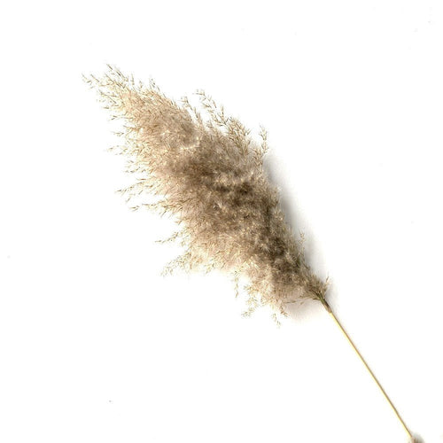 Vase Accent - Fluffy Real Dried Pampas Grass Filler Flower Plants 8, 10, 20 Piece Sm/Md - The Finishing Touch Decor, LLC