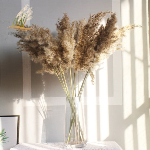 Vase Accent - Fluffy Real Dried Pampas Grass Filler Flower Plants 8, 10, 20 Piece Sm/Md - The Finishing Touch Decor