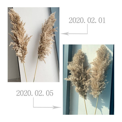 Vase Accent - Fluffy Real Dried Pampas Grass Filler Flower Plants 8, 10, 20 Piece Sm/Md - The Finishing Touch Decor