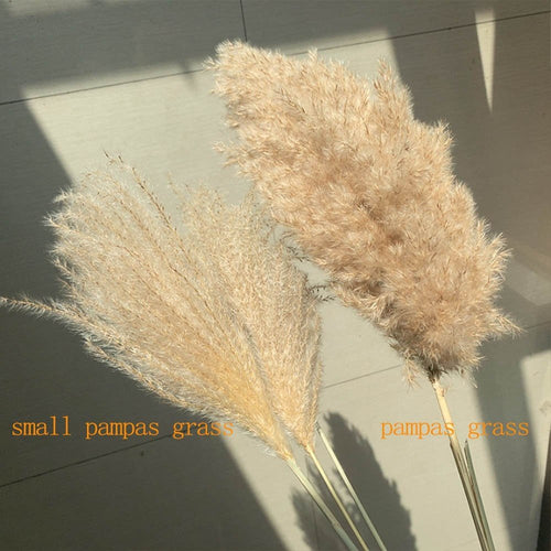 Vase Accent - Fluffy Real Dried Pampas Grass Filler Flower Plants 8, 10, 20 Piece Sm/Md - The Finishing Touch Decor