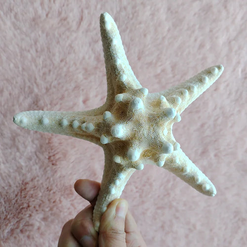 Natural Real "Knobby Armored Starfish" 18-20cm Accents/Ornaments - The Finishing Touch Decor, LLC