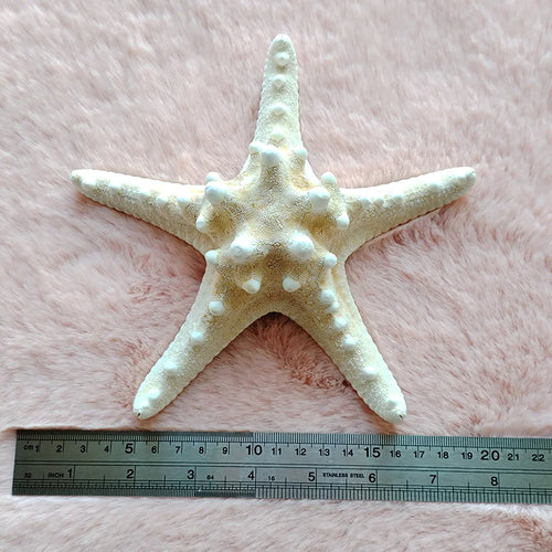 Natural Real "Knobby Armored Starfish" 18-20cm Accents/Ornaments - The Finishing Touch Decor, LLC