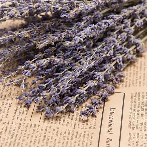 Natural Dried Lavender Flower Bunches 250-300 Stems - The Finishing Touch Decor