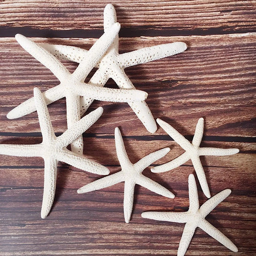 Natural Real "Knobby Armored Starfish" 18-20cm Accents/Ornaments - The Finishing Touch Decor, LLC