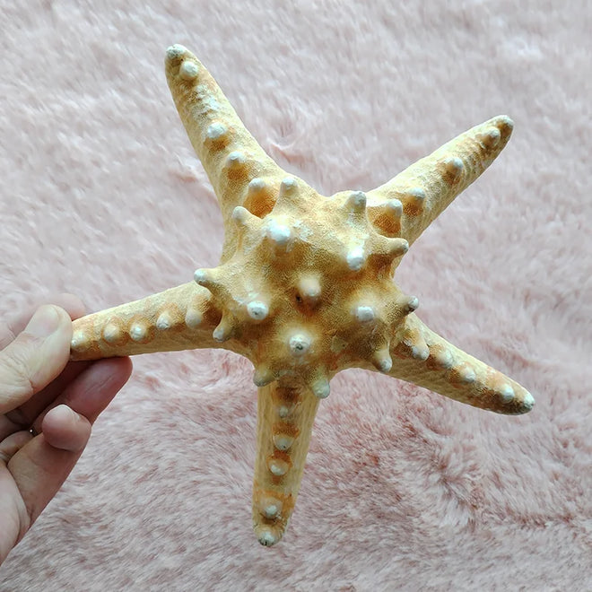 Natural Real "Knobby Armored Starfish" 18-20cm Accents/Ornaments - The Finishing Touch Decor, LLC