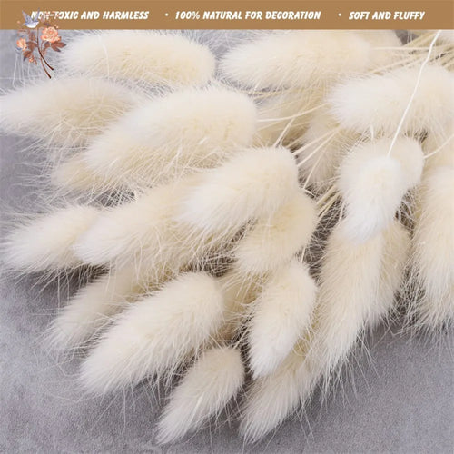 Natural Dried Bunny Tail Pampas Grass 60Pcs Fluffy Bouquet - The Finishing Touch Decor, LLC