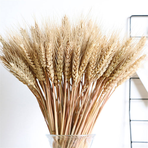 Vase Accent - Natural Wheat Ear Farmhouse Blooming Barley Dried Flower Bouquet - 100ps - The Finishing Touch Decor, LLC